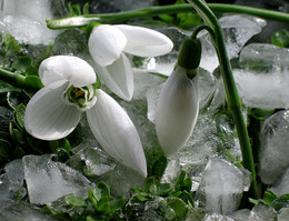 Spring is coming ... / ***