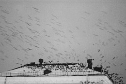 birds / ***