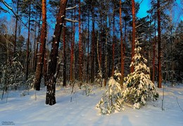 winters in the forest / ***