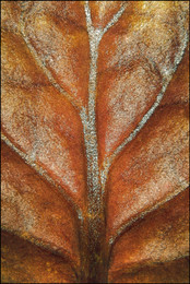 &nbsp; / ...red bloodyed gold.
[img]http://s019.radikal.ru/i644/1702/ff/b67d6bccc8a7.jpg[/img]