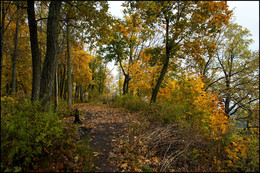 in den herbstlichen Wald / ***
