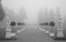Foggy morning / ***