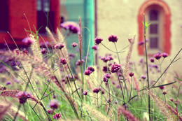 Spring / ***