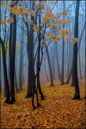 Autumn sketches / ***