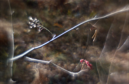 (2 Fotos) / [img]http://s46.radikal.ru/i111/1702/b7/c9f151f16a11.jpg[/img]