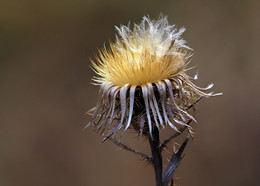 Golddistel / Golddistel als Samenstand