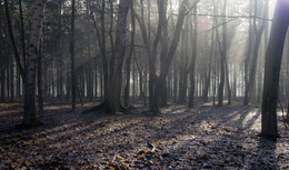 Durch den Morgennebel / ***