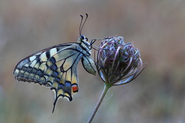 Schwalbenschwanz im Perlenkleid / Der erste, und bis dato leider auch einzige Schwalbenschwanz, den ich in freier Natur sichten konnte.
Er war noch in der Aufwärmphase und mit zahlreichen winzigen Tautropfen benetzt.