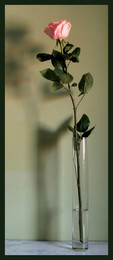 Rose / ***