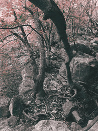 Adam and Eve / ***
