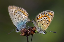 Butterflies ... / ***