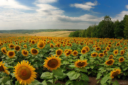 Sunflowers / ***