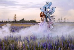 Butterflies / ***