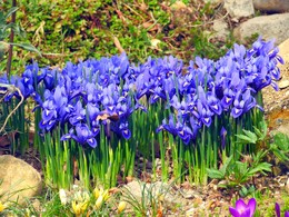 Irises / ***