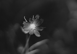Flower / ***