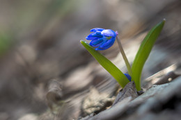 Spring / ***