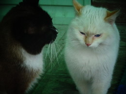Katzen / ***