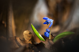 Spring mood / ***