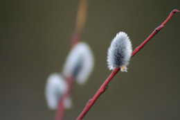 Smell of spring ... / ***