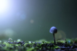 Mondsüchtig / Ein kleiner Pilz im Lichtrausch:)