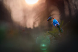 Sunset / ***