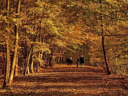 Secondary road / ***