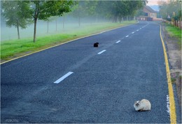 Secondary road / ***