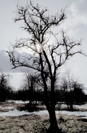 Tree / ***
