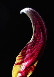 Tulip leaf. / ***