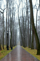 Linden / ***