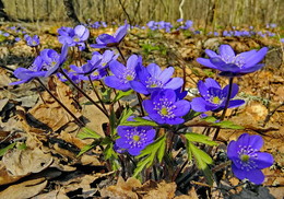 Spring colors / ***