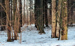 March snow / ***