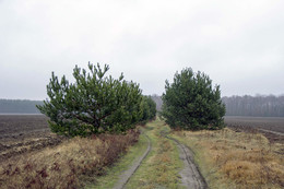 Field road / ***