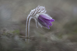  / Pulsatilla patens