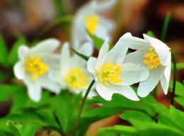 Primroses / ***