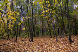 in the autumn forest / ***