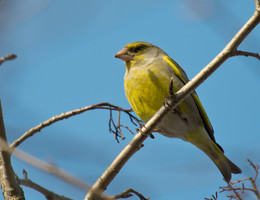 Yellow Wagtail / ***