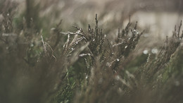 Bush / ***