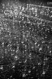 Rain / ***