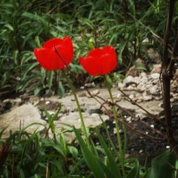 Picture / ***