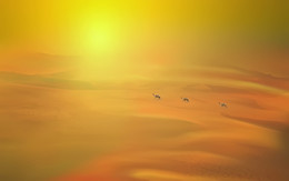 Ships of the desert ... / ***
