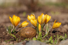 Spring / ***