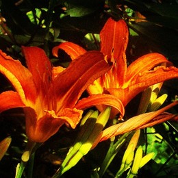 Picture / ***