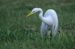 Great egret / ***