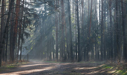 Morning in the forest / ***
