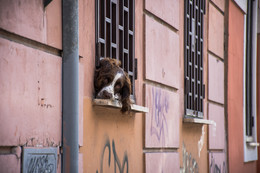 Durst nach Freiheit / ***