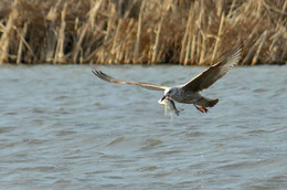fishing / ***