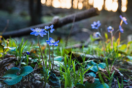Spring mood / ***