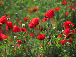 Poppies / ***