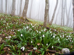 Snowdrops / ***